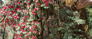 Sikkim - Rhododendron Tour 